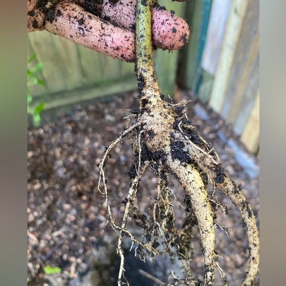 Moringa tree, baby. Nice route and bulb system so it has enough energy to ship. - Picture 5 of 12
